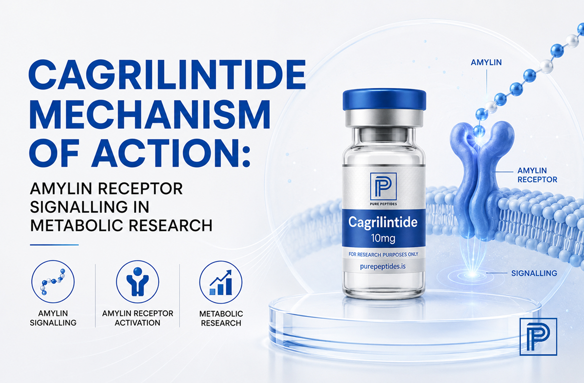 Cagrilintide Mechanism of Action: Amylin Receptor Signalling in Metabolic Research